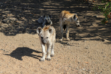 Tüpfelhyäne / Spotted Hyaena / Crocuta crocuta.