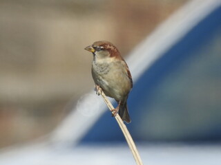 Sparrow on twigs