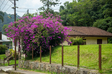 flowers in the garden