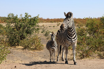 Steppenzebra / Burchell's zebra / Equus burchellii