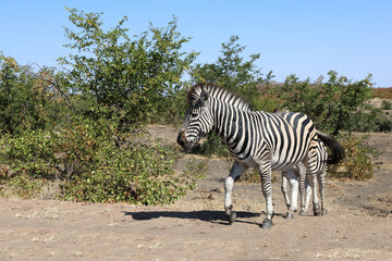 Naklejka na ściany i meble Steppenzebra / Burchell's zebra / Equus burchellii