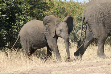 Afrikanischer Elefant / African elephant / Loxodonta africana.