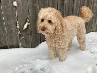 goldendoodle dog in the snow