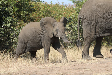 Fototapeta premium Afrikanischer Elefant / African elephant / Loxodonta africana.