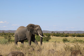 Fototapeta premium Afrikanischer Elefant / African elephant / Loxodonta africana