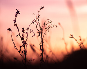 silhouette of a plant in the sunset