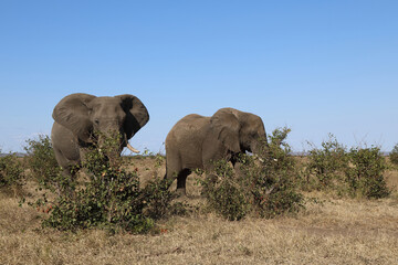 Obraz premium Afrikanischer Elefant / African elephant / Loxodonta africana