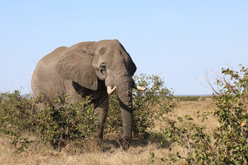 Afrikanischer Elefant / African elephant / Loxodonta africana
