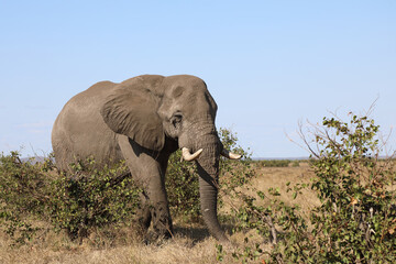 Obraz premium Afrikanischer Elefant / African elephant / Loxodonta africana