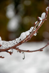 ice on a twig - frozen snow like ice on a twig