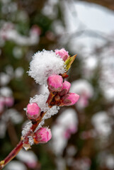 peach buds and frozen snow - a twig of peach buds covered with frozen snow