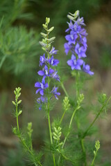 Delphinium Consolida ajacis Rittersporn