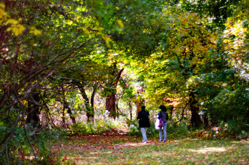 couple walking through woods