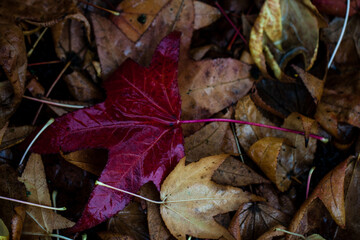 Colores de otoño