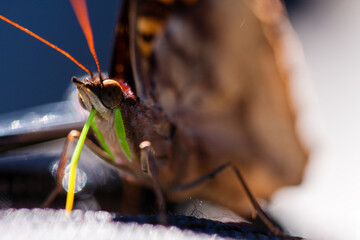 Mariposa tomando néctar de flor