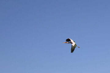 Nimmersatt / Yellow-billed stork / Mycteria ibis.