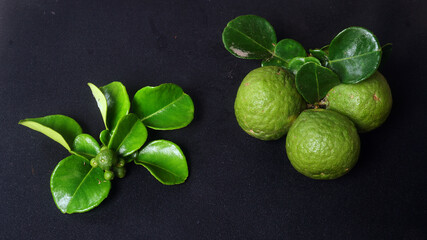 Kaffir Lime or Citrus hystrix small and large sizes. There are leaves. Focus selected, black background