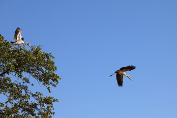 Nimmersatt / Yellow-billed stork / Mycteria ibis.