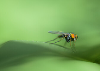 Macro photo of a fly on a green background with orange eyes