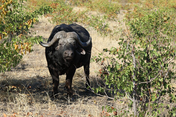 Obraz premium Kaffernbüffel / Buffalo / Syncerus caffer