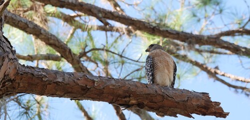 Fototapeta na wymiar Florida falcon portrait whiole sitting on a large tree brach