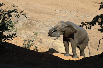 Afrikanischer Elefant / African elephant / Loxodonta africana