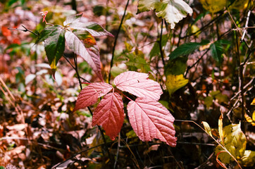 red leaf on ground in autumn woods