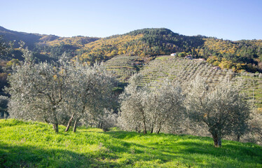 Olive grove in Tuscany land at sunrise. Autumn landscape in the mountains