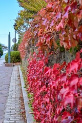 石垣一面の蔦の紅葉の情景＠函館、北海道