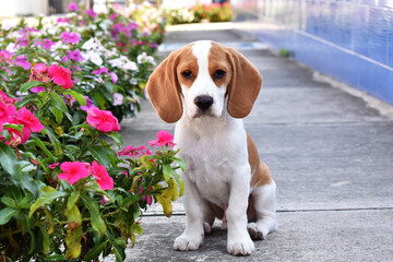 beagle puppy sitting on a flower bed