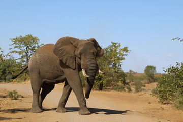 Fototapeta premium Afrikanischer Elefant / African elephant / Loxodonta africana