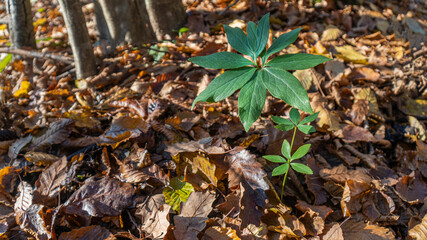 Hellebore, Helleborus odorus, wild plant shot in the autumn.
