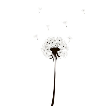 Single dandelion silhouette, great design for any purposes. Flower head. Nature illustration. Stock image. EPS 10.