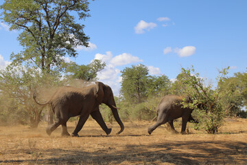 Fototapeta premium Afrikanischer Elefant / African elephant / Loxodonta africana.