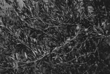 Russian olives on a tree