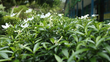 flowers are blooming in a green atmosphere