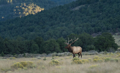 bull elk out west during the rut