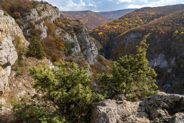 Pine trees on the edge of a cliff in the Great Canyon of Crimea