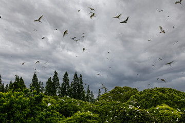flock of birds flying