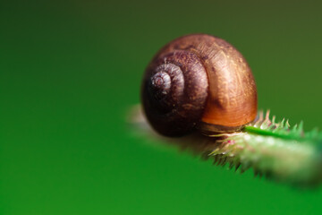 Snail sitting on the grass, beautiful closeup of the detailed shell and body.
