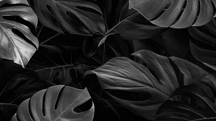 Monstera nature leaves background wallpaper