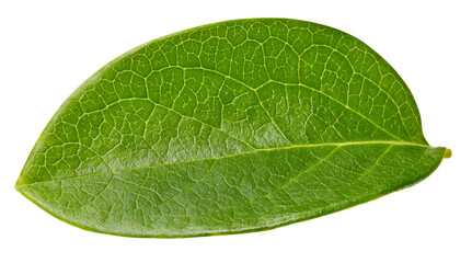 Naklejka na ściany i meble Nut leaf isolated on a white background