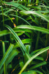 Cat on grass