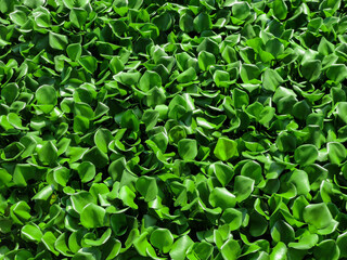 green Water hyacinth leaves, Eichhornia Crassipes, full frame background in daylight