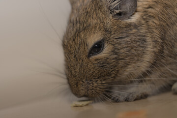デグー　小動物　齧歯類　アグーチカラー