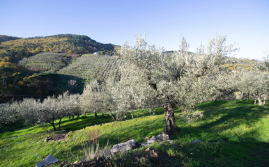 Fototapeta na wymiar olive tree with autumn landscape in Tuscany land at sunrise