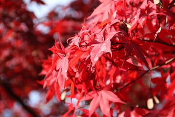 紅葉の季節