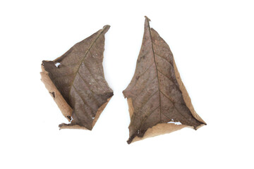 Fototapeta premium Dry leaves two isolated white background.