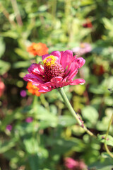 花畑 ピンク 美しい 綺麗 花 大輪 秋