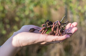Close up Dry tree on your hand with white background